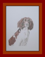 /album/galerie-de-photos-animaux/pearl-jpg1/