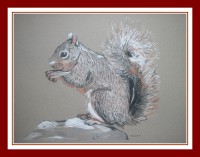 /album/galerie-de-photos-animaux/ecureuil-jpg1/