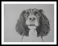 /album/galerie-de-photos-animaux/essai2-jpg/